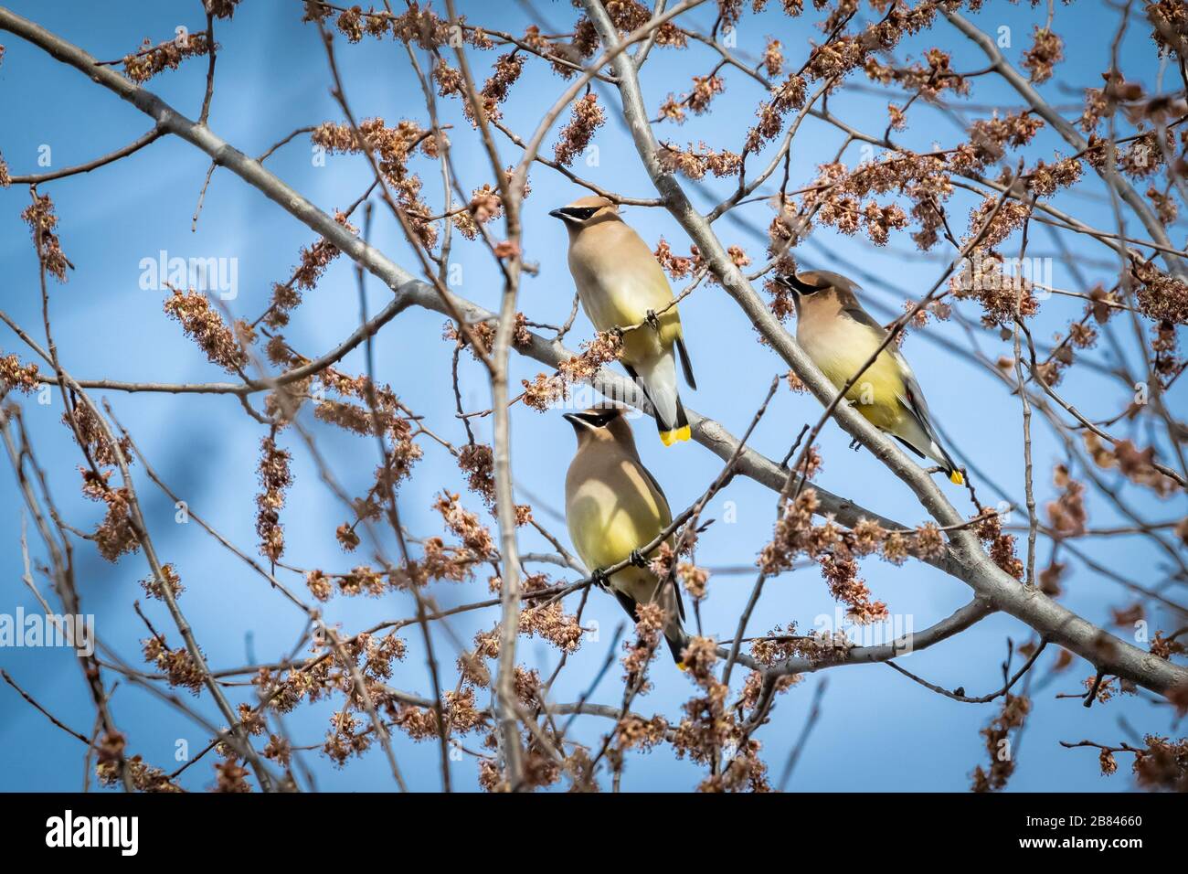 Cedar Waxwing (Bombycilla cedrorum) in un albero Foto Stock