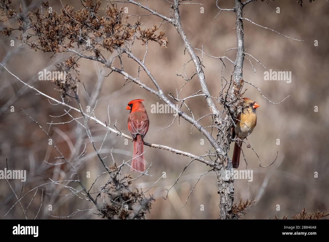 Un paio di Cardinali del Nord (Cardinalis cardinalis) arroccati in un albero Foto Stock