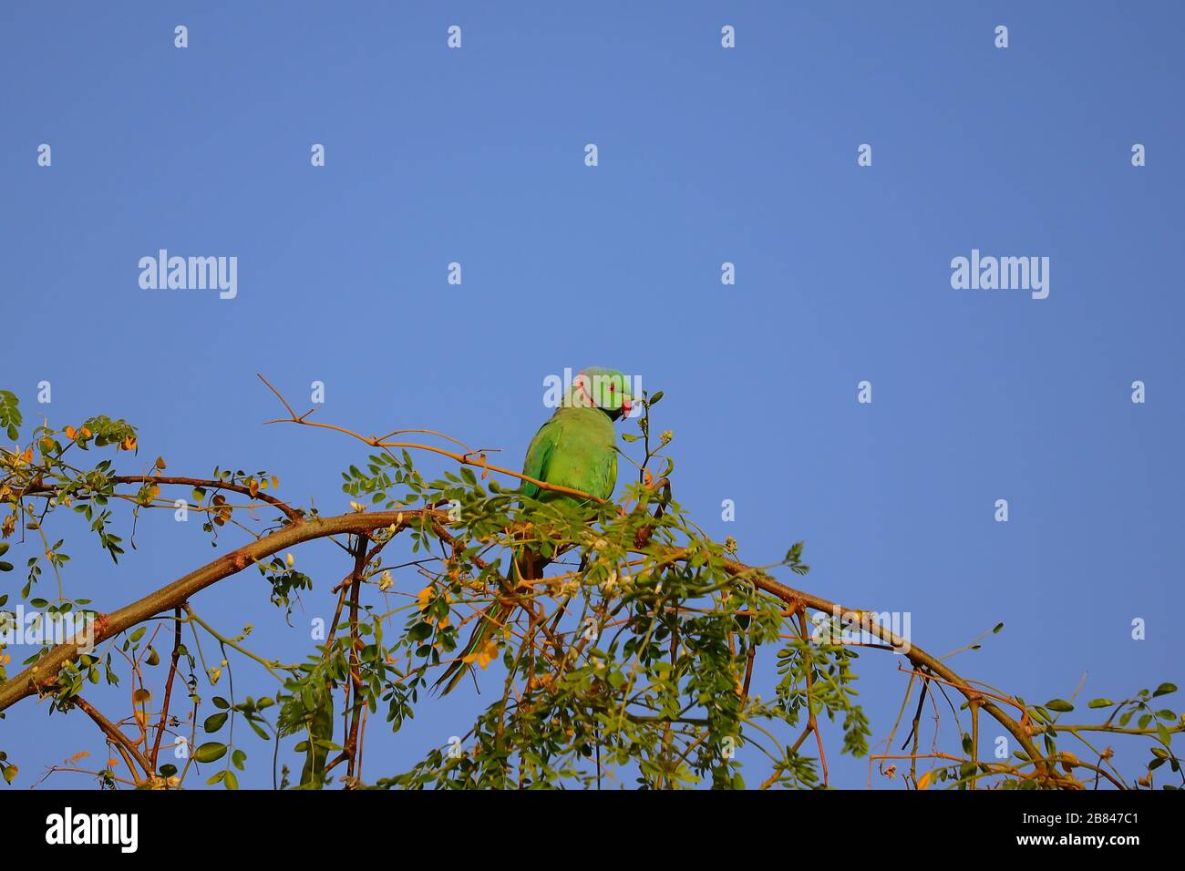 pappagallo o macaw riposo su ramo di albero in fattoria Foto Stock