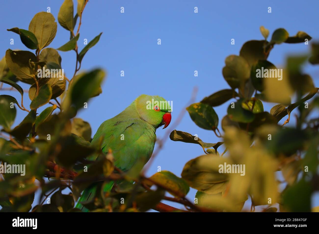 primo piano di un pappagallo maschile che riposa sul ramo di albero verde nel giorno d'estate, uccello all'aperto Foto Stock