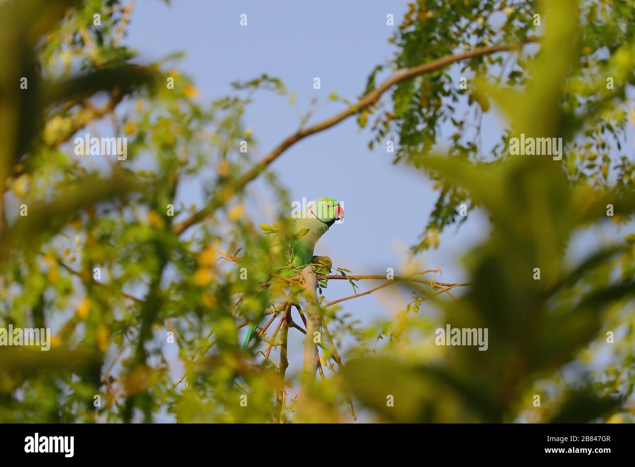 un pappagallo che mangia frutta di jujube sul ramo dell'albero, uccello del pappagallo Foto Stock