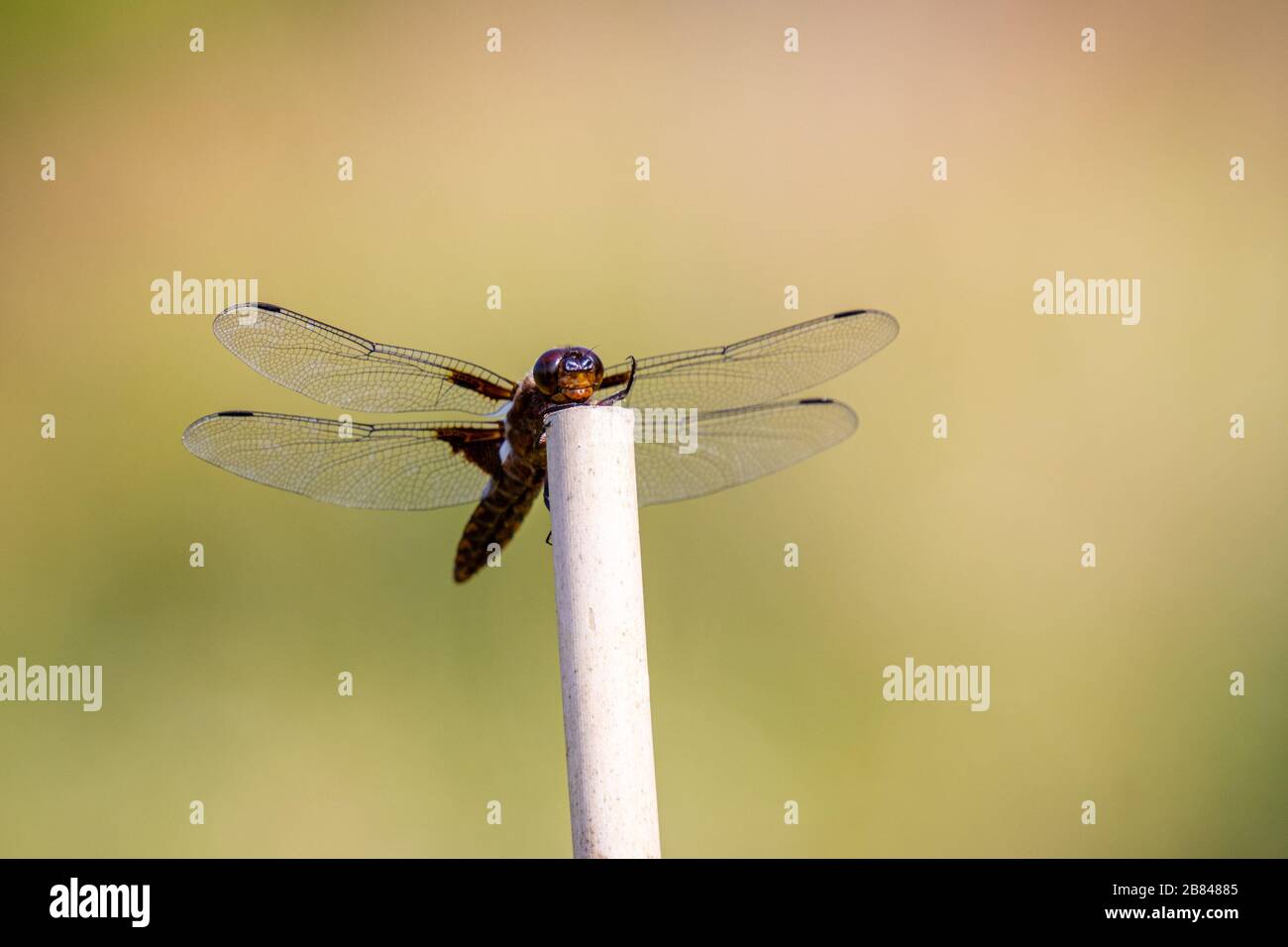 L'imperatore libellula blu o imperatore (Anax imperator) Foto Stock