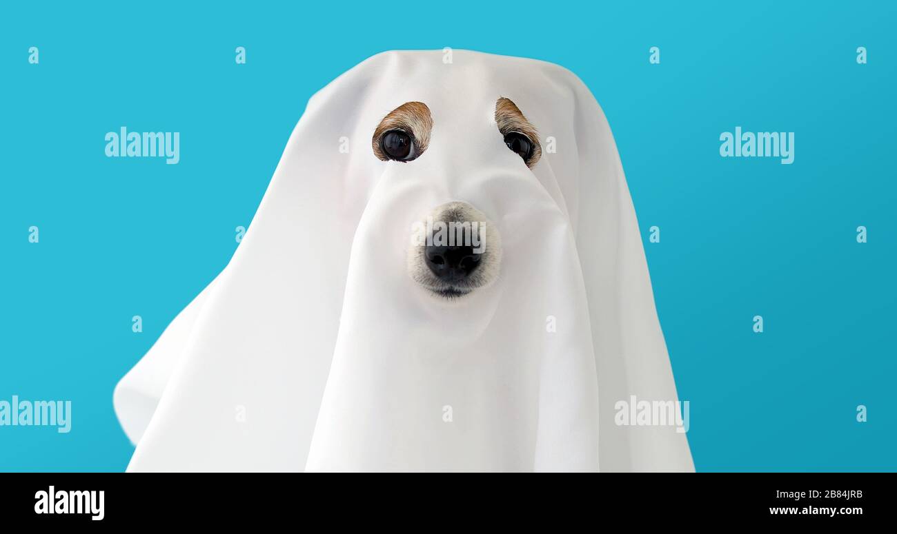 Il cane siede come un fantasma spaventoso e spooky Foto Stock
