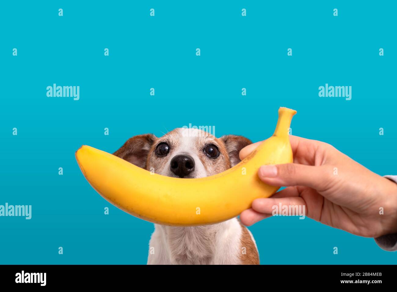 Divertente cucciolo con banana vicino a chaps Foto Stock