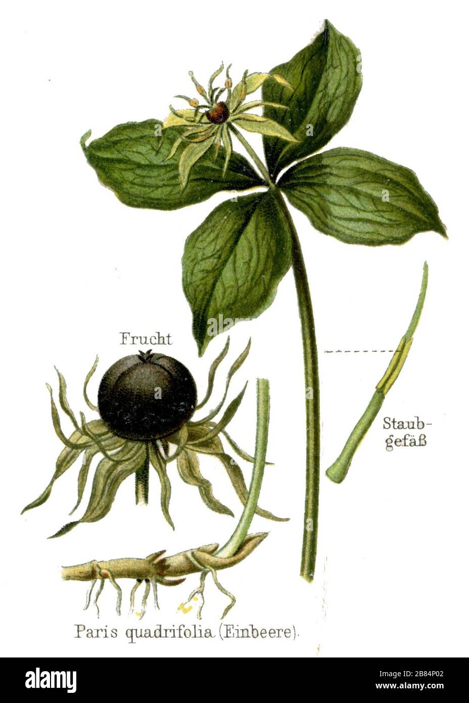 Quadrifolia di Parigi, Herb-paris o nodo del vero amante quadrifolia di Parigi (enciclopedia, ca. 1910) Foto Stock