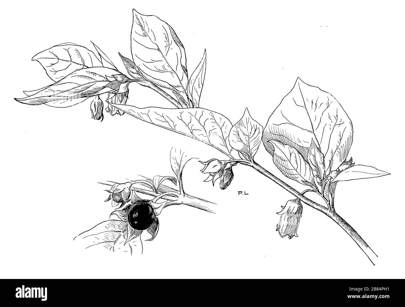 belladonna, Atropa belladonna, (libro botanico, 1922) Foto Stock