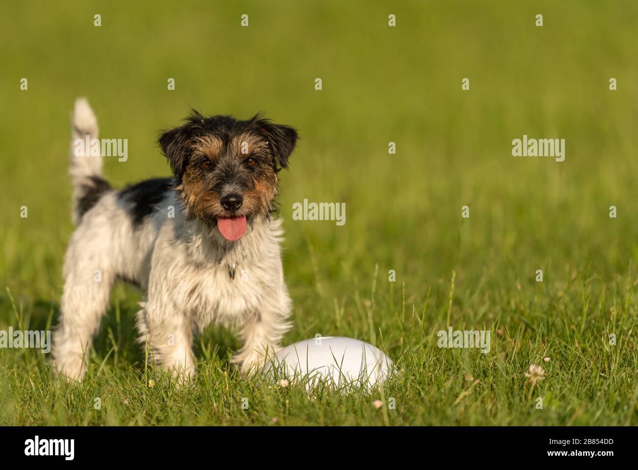 Piccolo Jack Russell Terrier è in piedi accanto a un proiettile ed è in attesa. Sporty cane obbediente in formazione Foto Stock