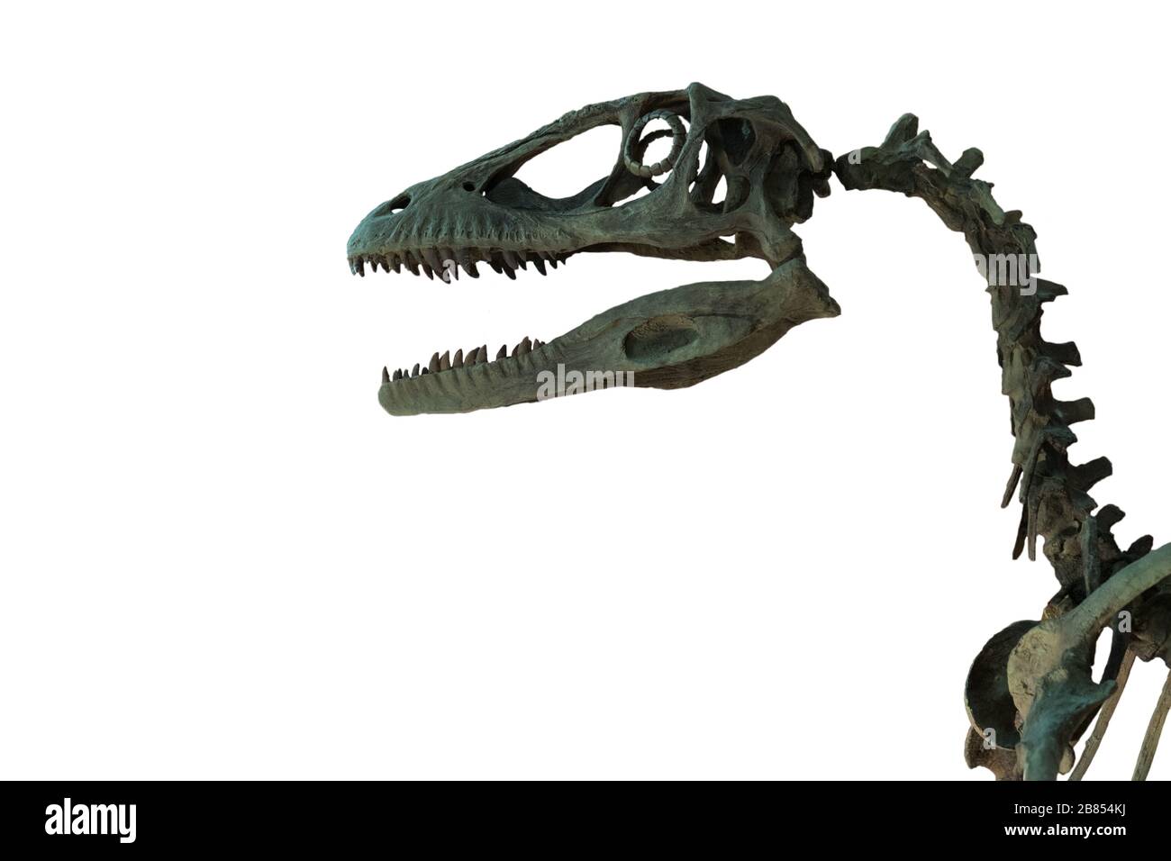 Fossile del cranio di velociraptor isolato su sfondo bianco. Scheletro di dinosauro. Velociraptor è un dinosauro carnivoro vissuto in epoca cretacea. Foto Stock