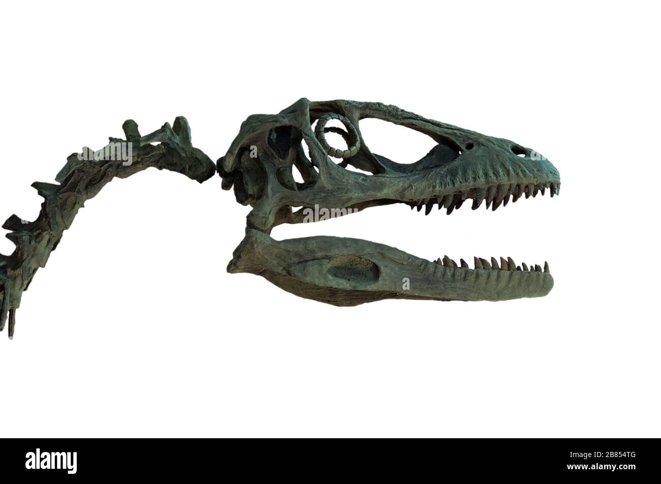 Fossile del cranio di velociraptor isolato su sfondo bianco. Scheletro di dinosauro. Velociraptor è un dinosauro carnivoro vissuto in epoca cretacea. Foto Stock