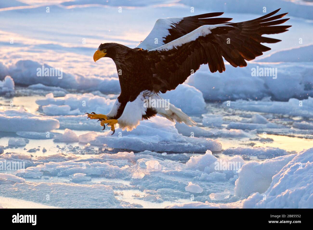 Steller's Eagle in volo nella penisola di Shiretoko, Hokkaido, Giappone Foto Stock