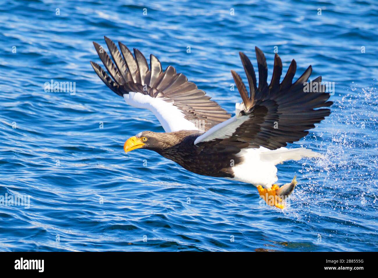 Steller's Eagle pesca, le ali spalancate, nel mare di Okhotsk, Hokkaido Foto Stock