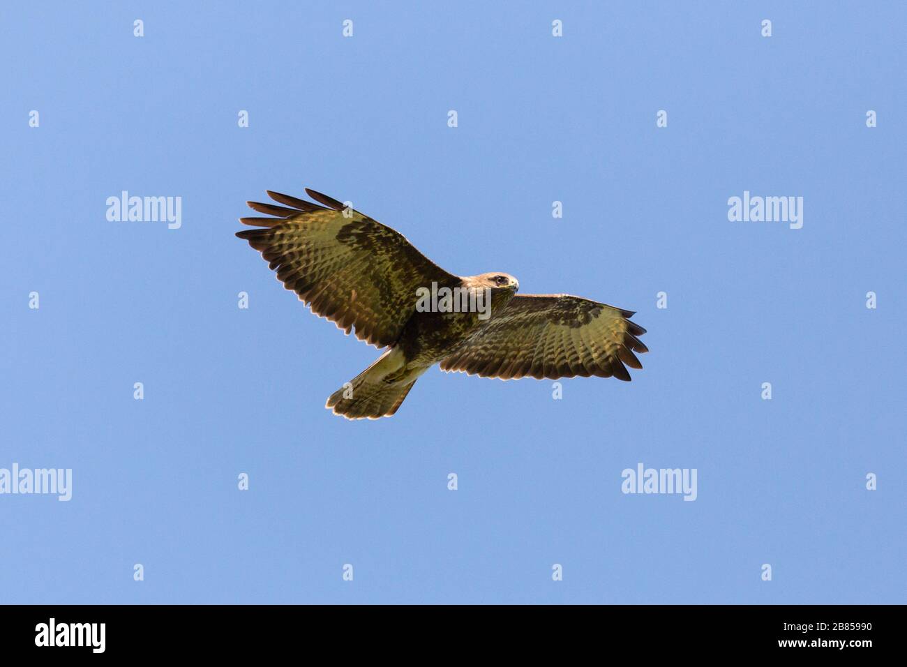 primo piano ronzio comune volante (buteo buteo) con ali sparse in cielo blu Foto Stock