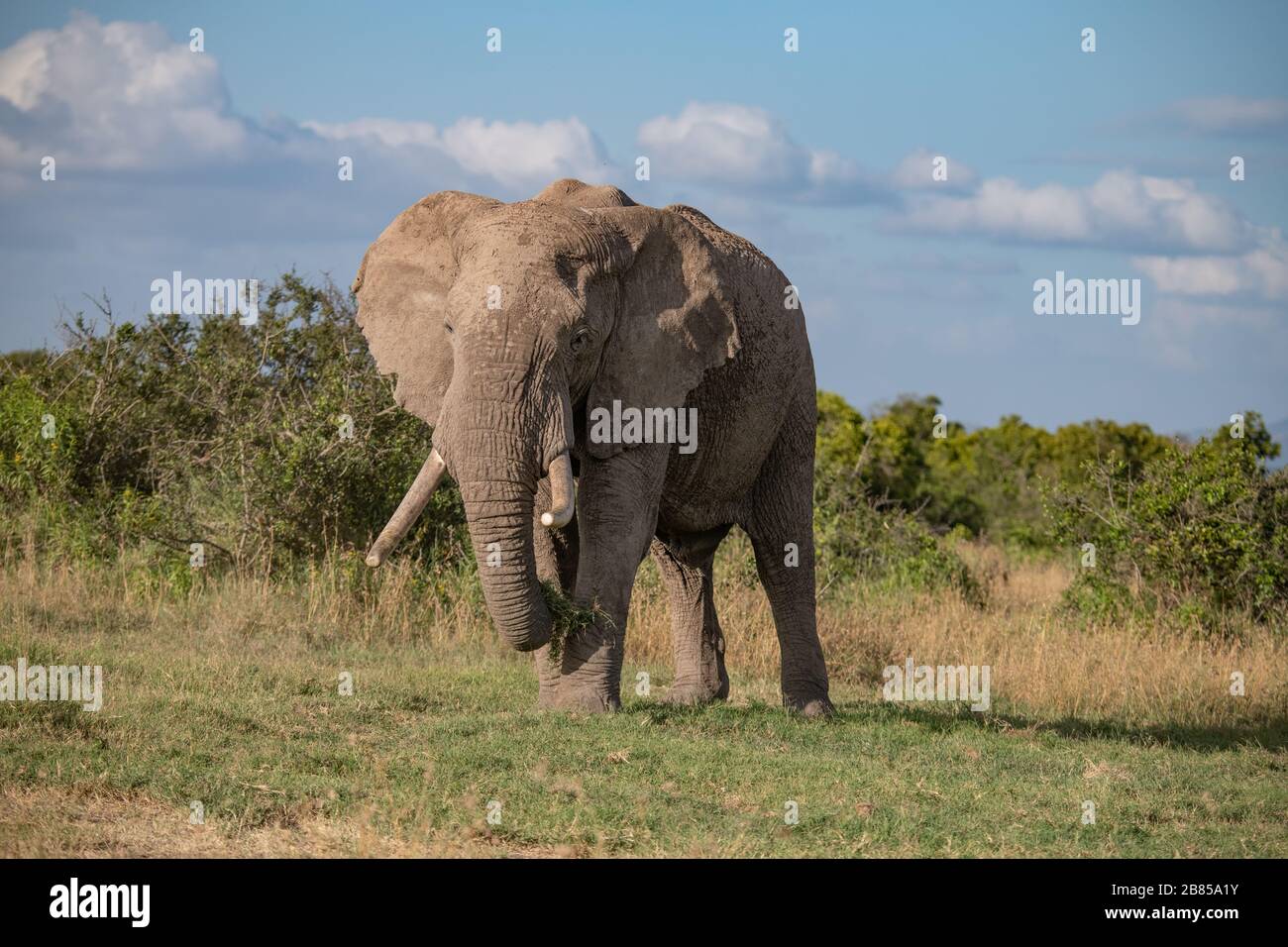 Ritratto di un elefante africano nel Masai Mara, Kenya Foto Stock