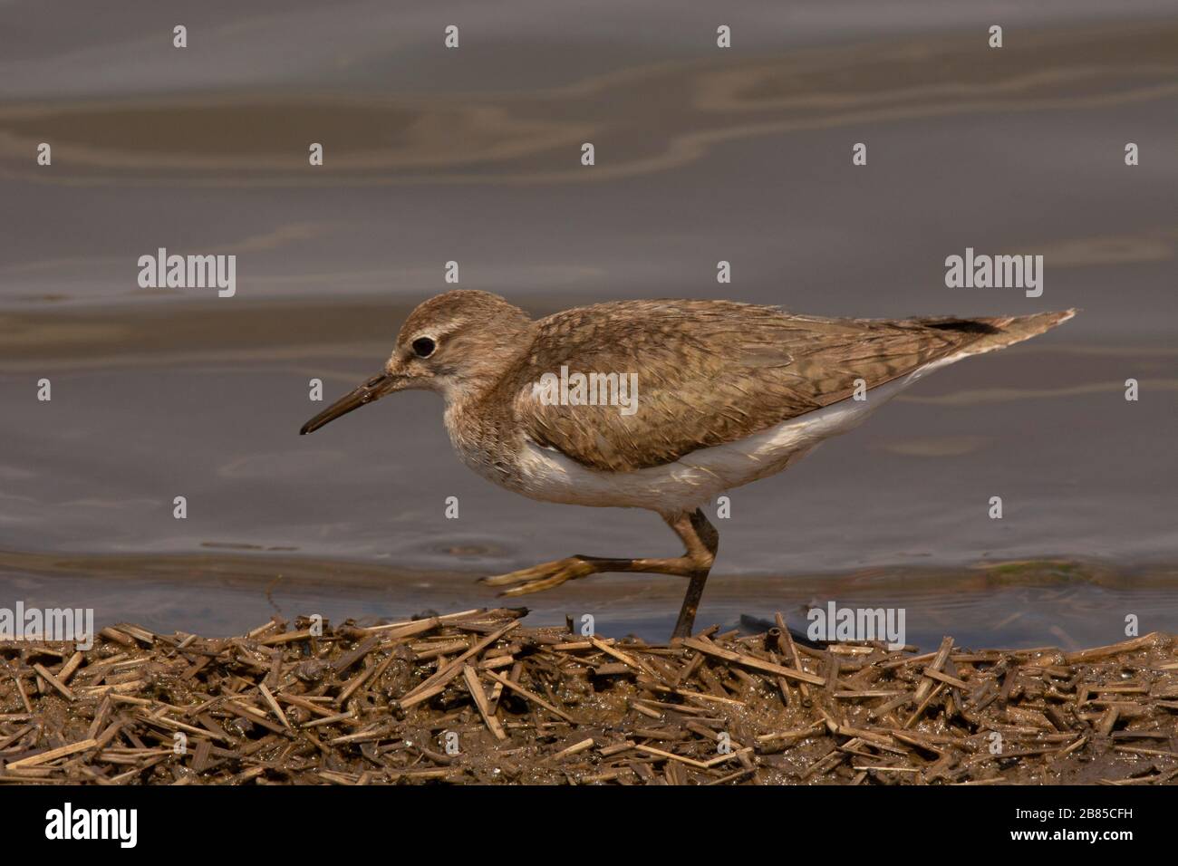 Sandpiper comune, Actitis hypoleucos, Parco Nazionale Kruger, Sud Africa Foto Stock