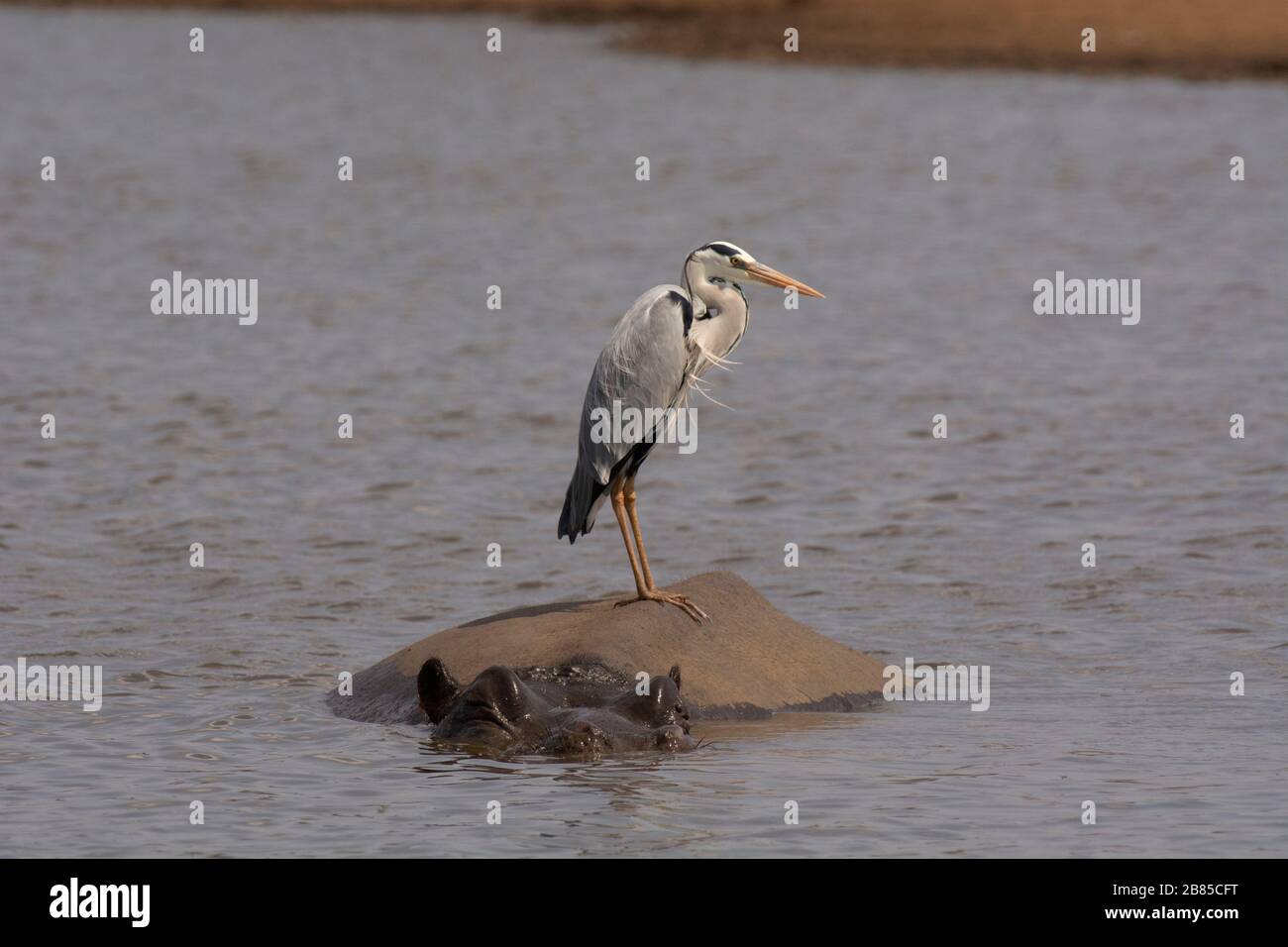 Airone grigio, Ardea cinerea seduta su ippopotamo. Kruger National Park, Sudafrica Foto Stock