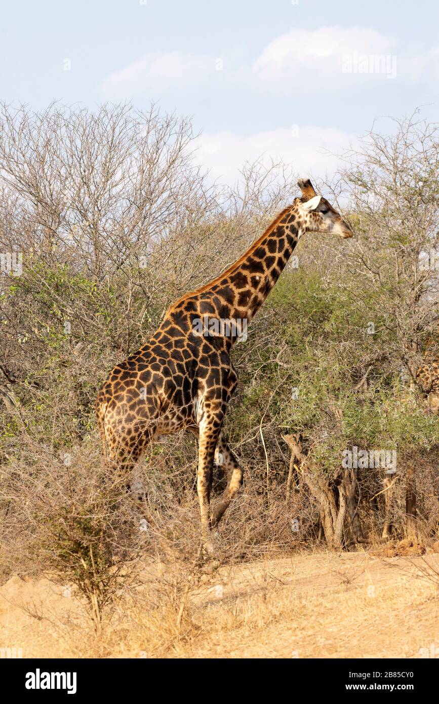 Giraffe, Giraffa, Parco Nazionale Kruger, Sudafrica Foto Stock