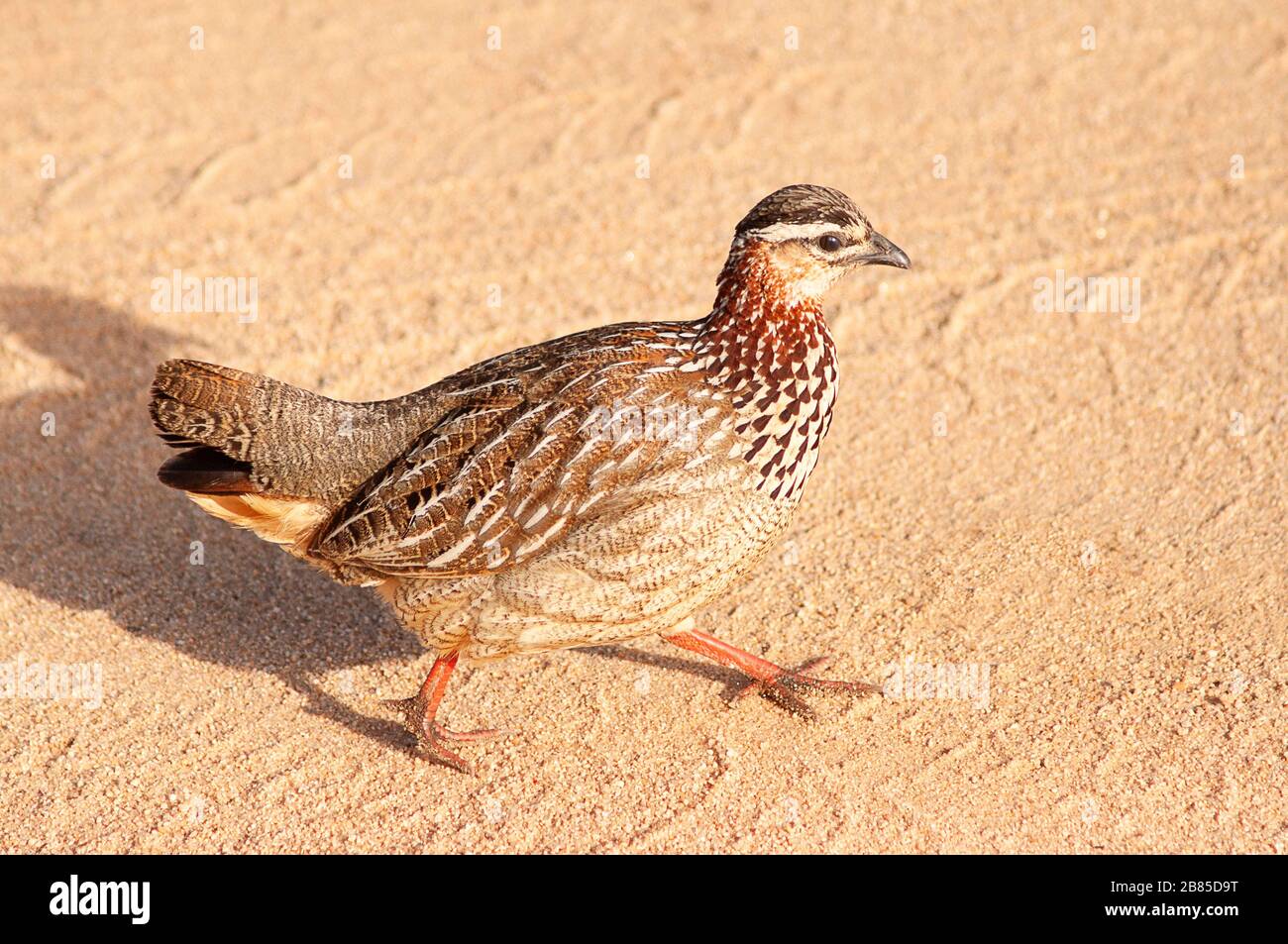 Crested Francolin, Dendroperdix sephaena, Kruger National Park, Sudafrica Foto Stock