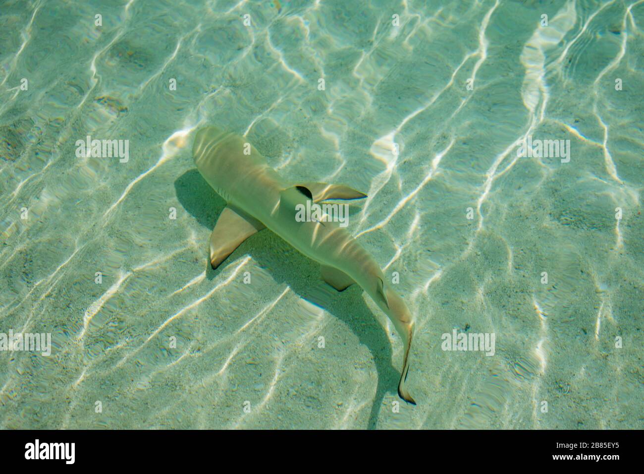 Maldive, atollo nord di Male - Dicembre 28 2019 - UN piccolo squalo di scogliera a punta nera nuota nelle acque cristalline Foto Stock