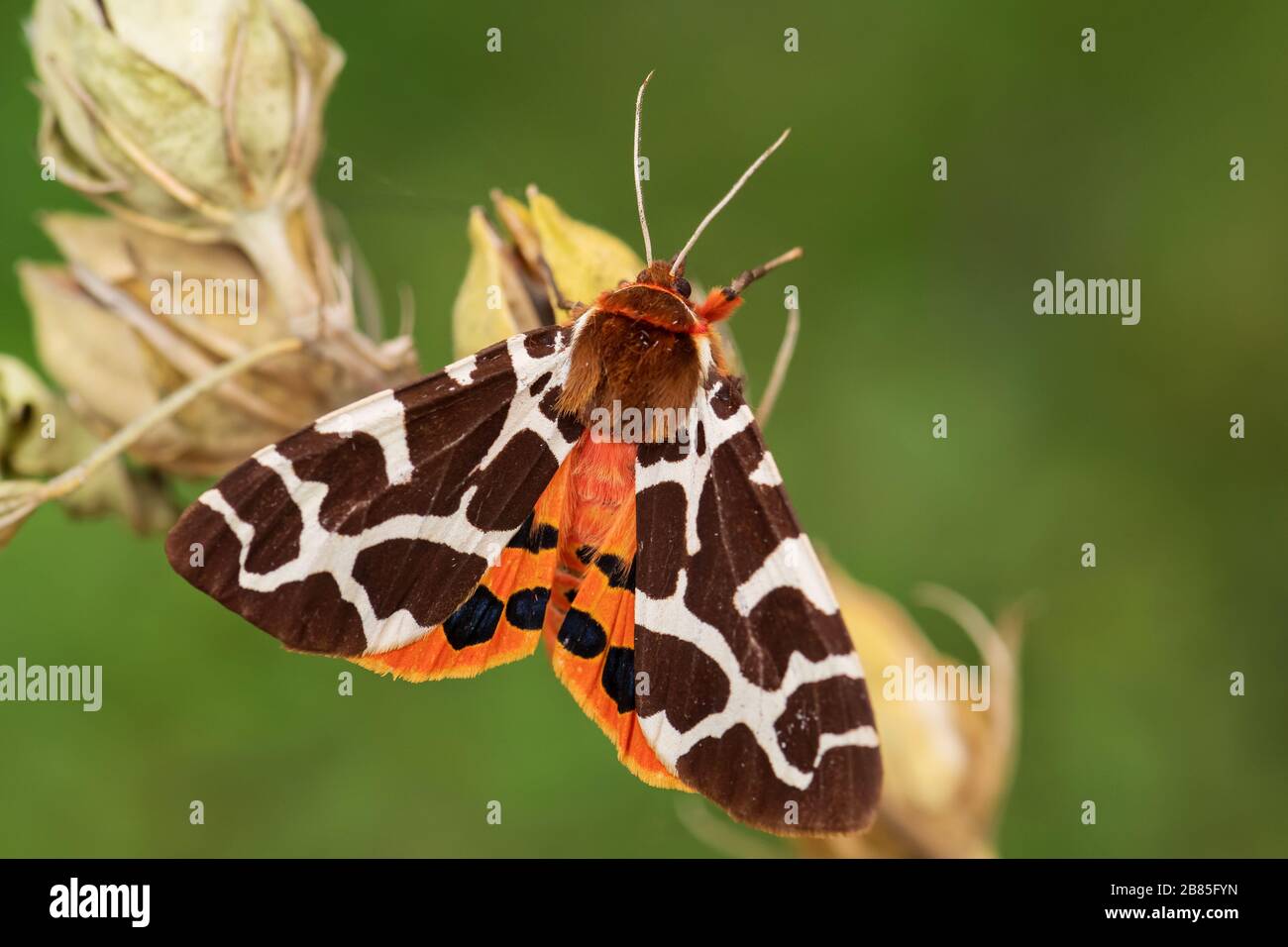 Giardino Tiger Moth - Arctia caja, bello colorato Moth da foreste europee e boschi, Zlin, Repubblica Ceca. Foto Stock