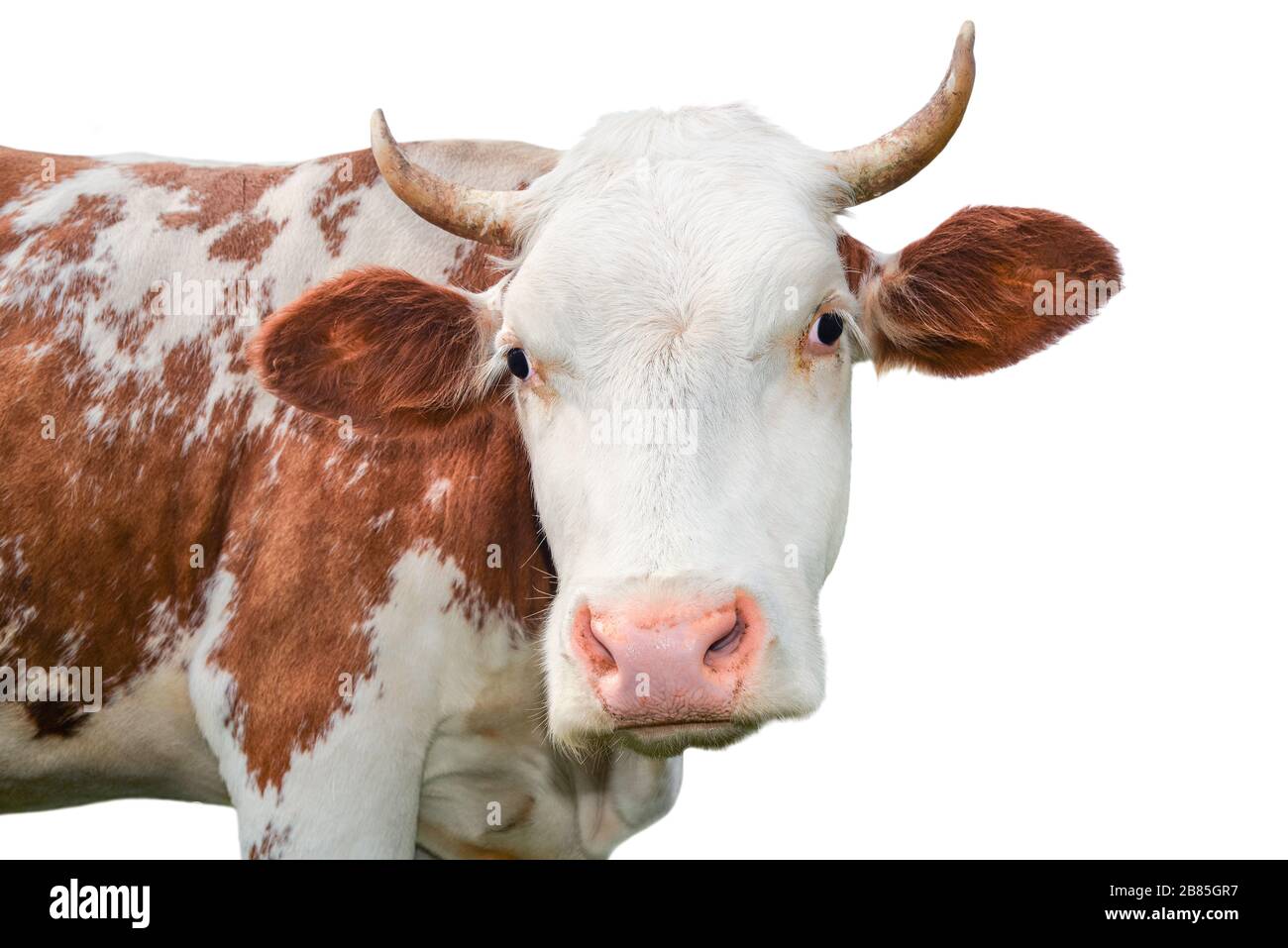 Bella giovane mucca rosso e bianco macchiato isolato su bianco. Ritratto di mucca rossa divertente isolato su bianco primo piano. Animali da fattoria. Foto Stock