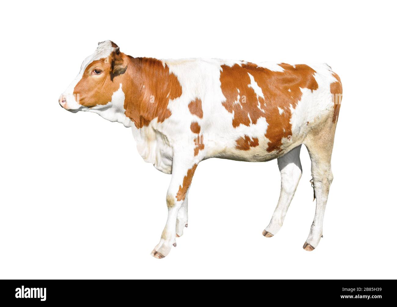 Mucca intera lunghezza. Bella mucca giovane isolato su bianco. Divertente ritratto di mucca macchiato rosso e bianco vicino. Animali da fattoria. Foto Stock