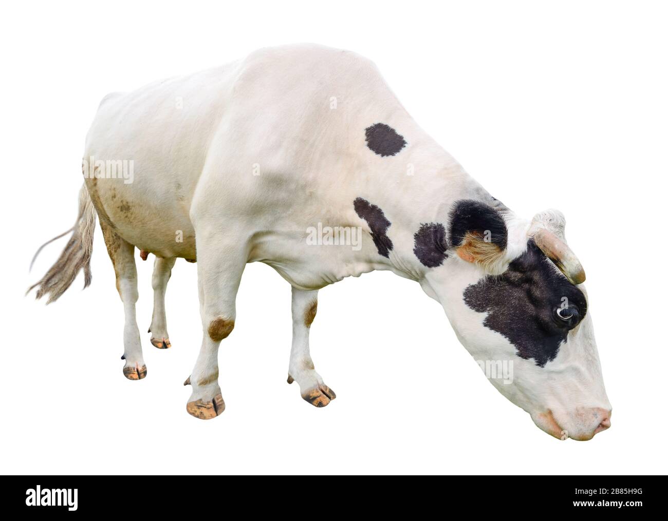?ow a tutta lunghezza isolato su sfondo bianco. Mucca divertente cute isolato su bianco. Giovane mucca bianco e nero macchiato davanti a sfondo bianco. Foto Stock