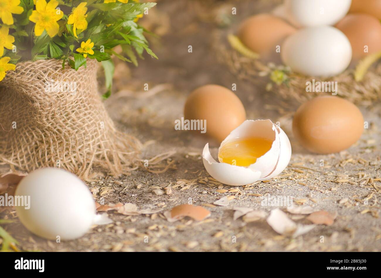 Macro sparare di uova bianche e marroni al nido di fieno in allevamento di pollo Foto Stock