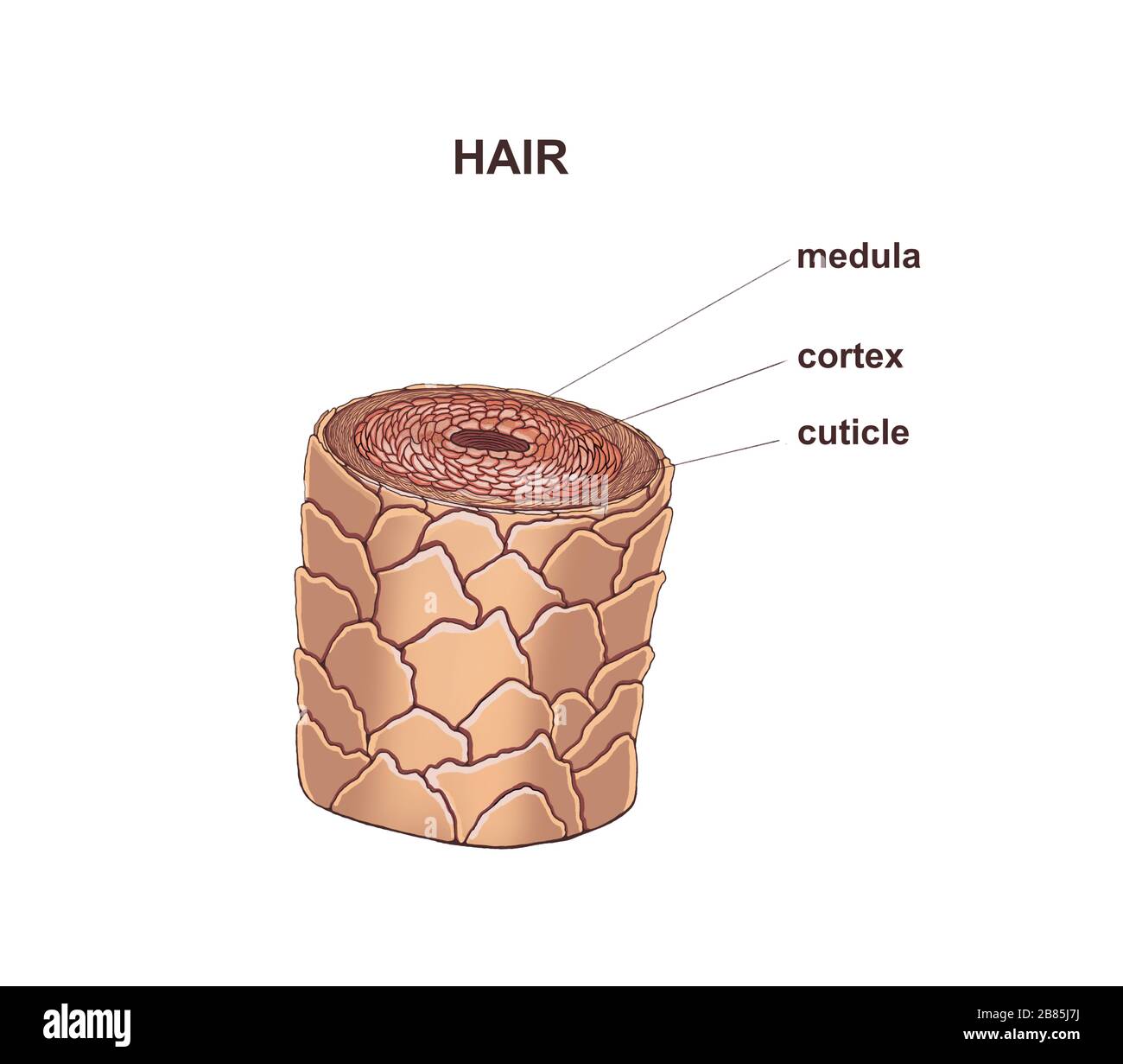 illustrazione del processo di nutrizione e di rafforzamento dei capelli, laminazione, botox Foto Stock