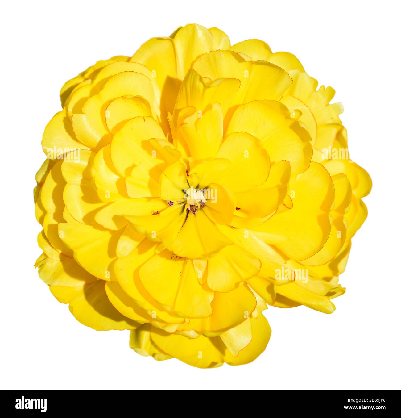 Luminoso bel fiore giallo butterCup isolato su bianco. Giallo primavera testa di fiori di farfalle persiane (Ranunculus) isolata su sfondo bianco Foto Stock