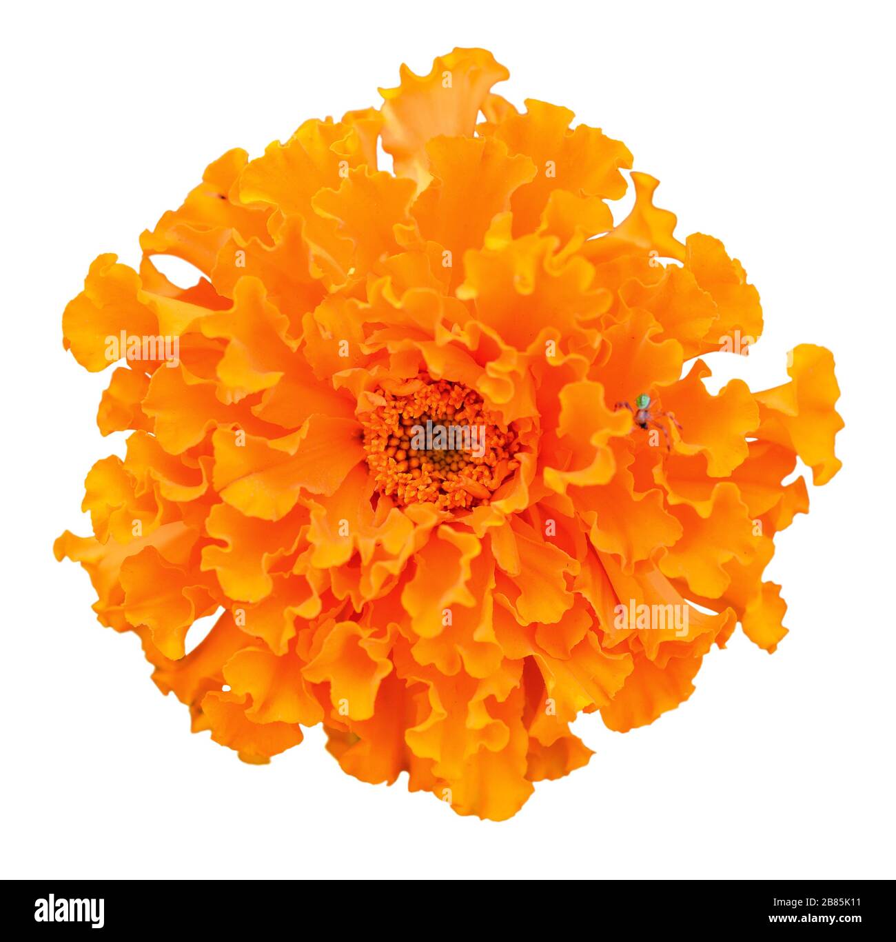 Bellissimo fiore di marigold completamente aperto isolato su sfondo bianco. Tagete di arancio brillante, primo piano marigolds africani. Testa di fiore isolata. Vista dall'alto Foto Stock