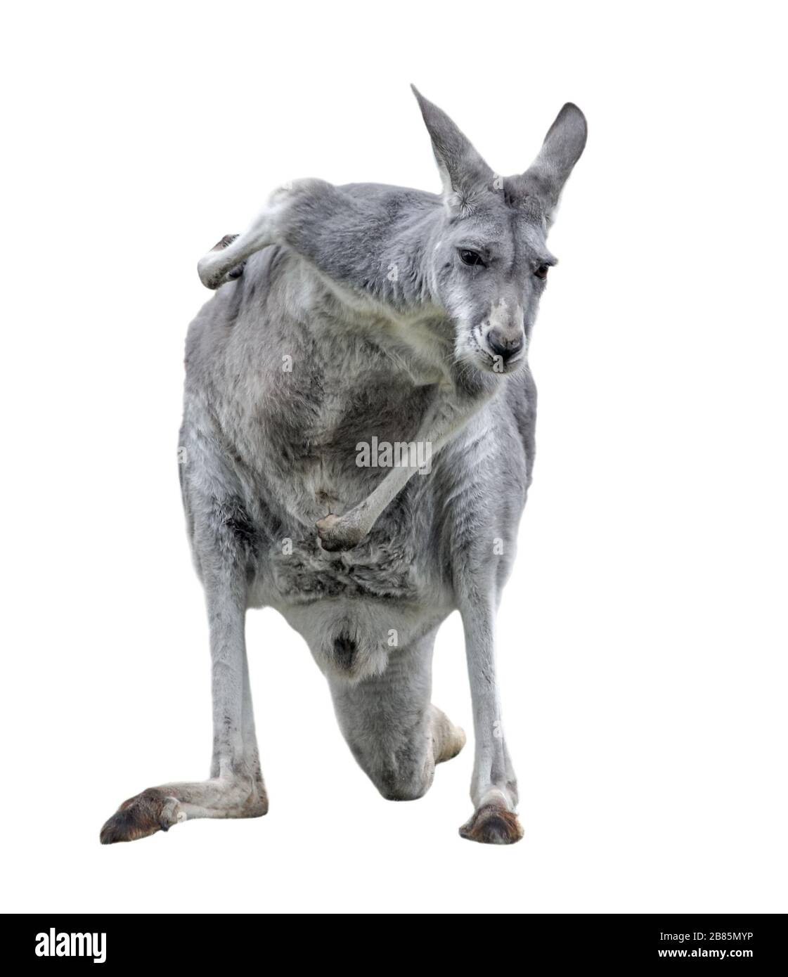Canguro maschile isolato su sfondo bianco. Primo piano Kangaroo. Canguro grande lunghezza intera. Il canguro è un marsupiale della famiglia Macropodidae. Foto Stock