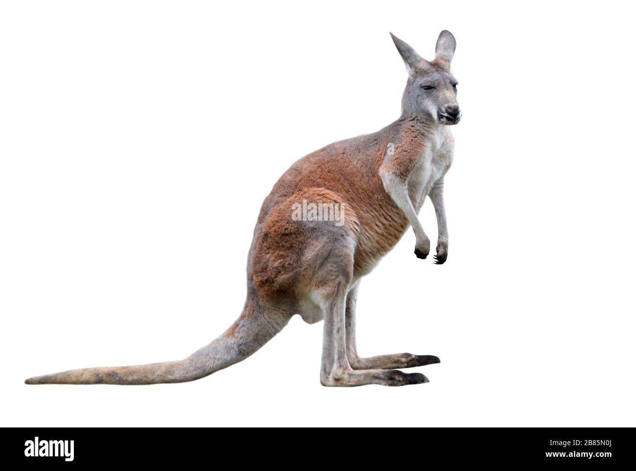 Canguro maschile isolato su sfondo bianco. Grande canguro di tutte le lunghezze, vista laterale. Il canguro è un marsupiale della famiglia Macropodidae. Foto Stock
