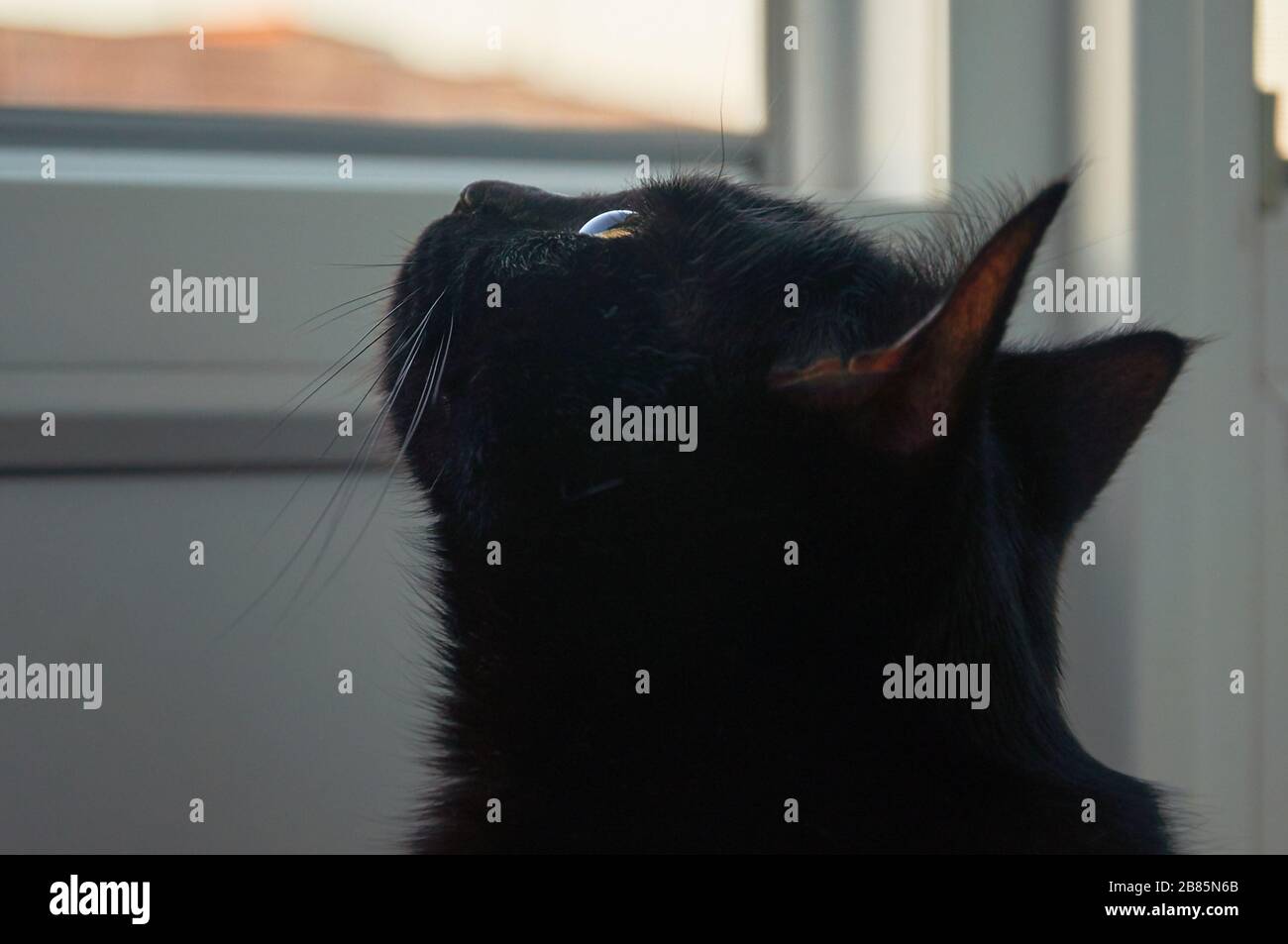 il gatto nero si affaccia sulla finestra sul balcone Foto Stock