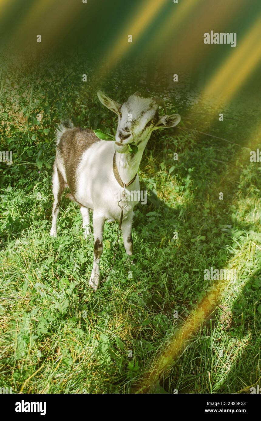 Fieno da masticare di capra bianco. Capra che pascola nel cortile. Succosa erba verde e capre Foto Stock