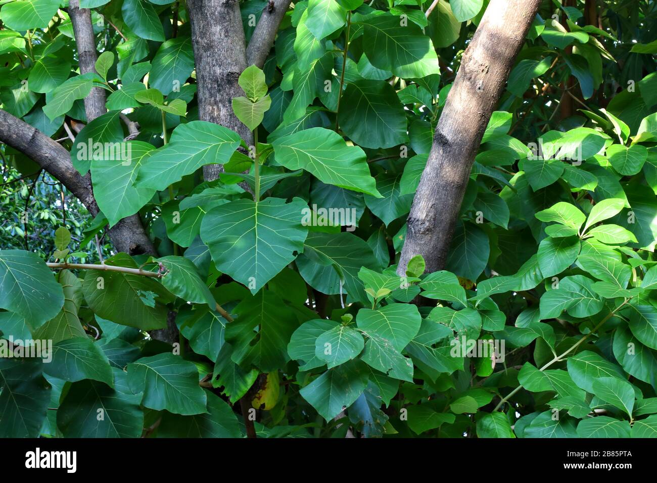 Piantagione di alberi di teak, Foresta di teak, Fattoria di teak, legno di teak di sfondo Foto Stock