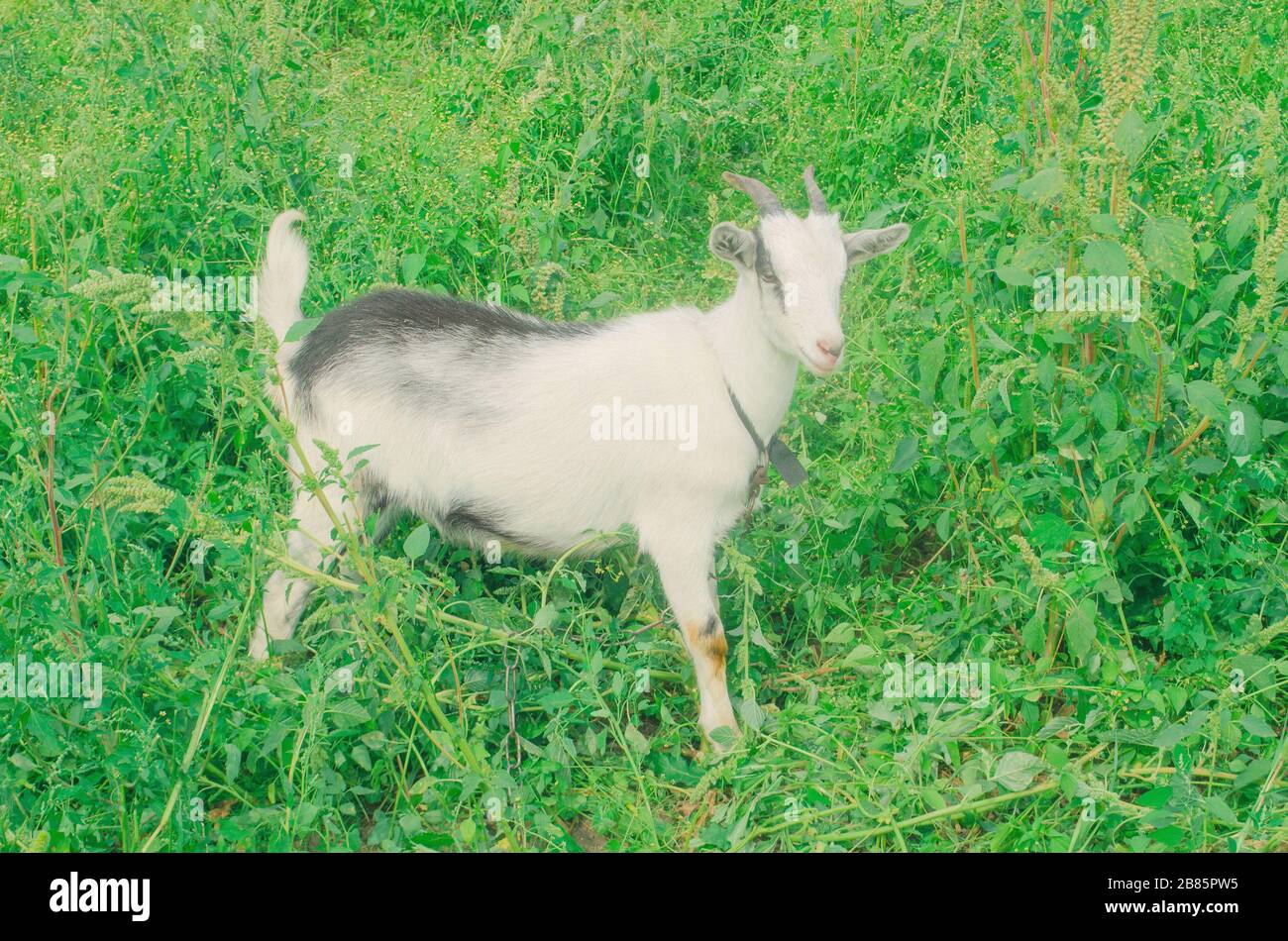 Capra bianca sul verde prato estivo campo. Il pascolo di capra all'esterno. Carino giovane capra bianca. Foto Stock