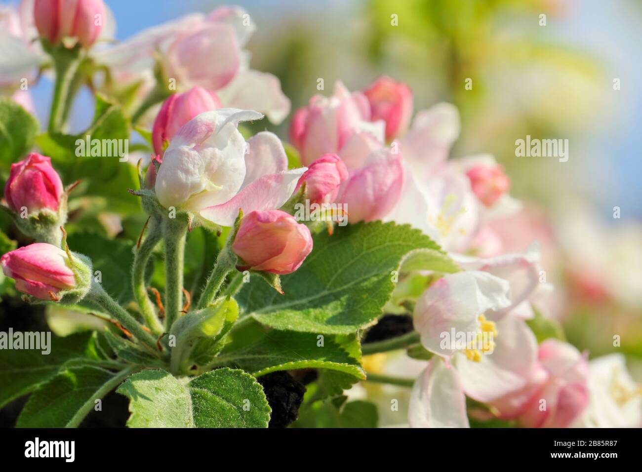 La mela fiorisce in primavera, Lüneburg, il nord di Gremany Foto Stock