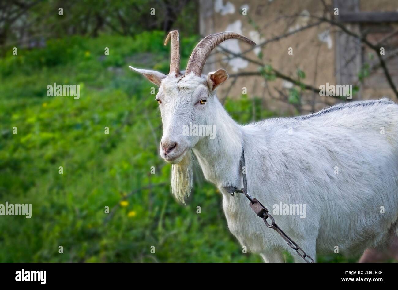 Capra bianca sul prato verde estivo Foto Stock