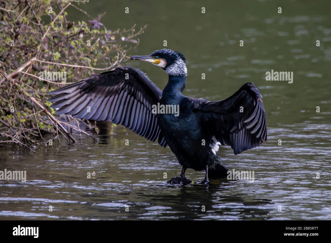 Northampton, Regno Unito, 17 marzo 2020, UN cormorano. Phalacrocurax cabo (Phalacrocoracidae) che asciuga le sue ali dopo la pesca nel lago inferiore ad Abington P. Foto Stock