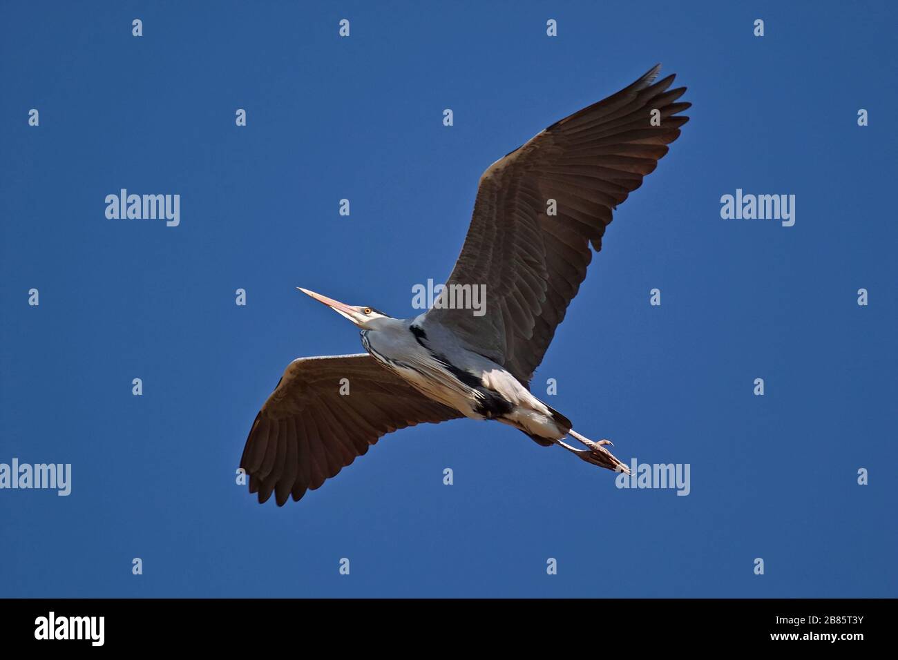 airone grigio in volo con ali sparse Foto Stock