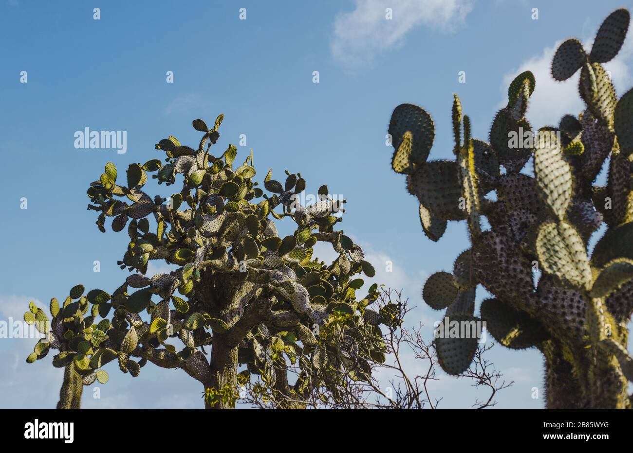 Grande cactus contro un cielo blu sull'isola di San Cristobal, una delle isole Galapagos, Ecuador Foto Stock