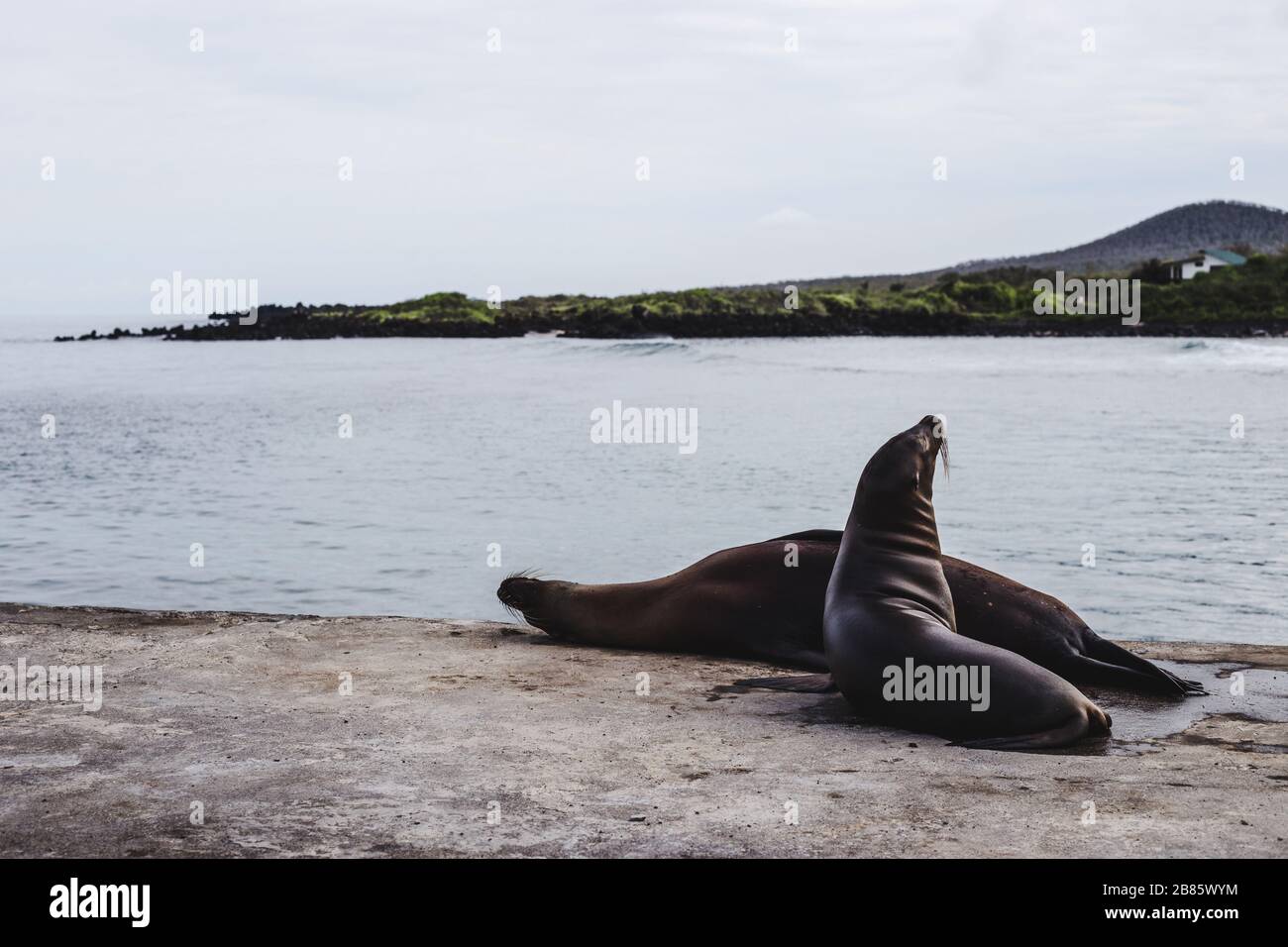 Due leoni di mare pigri che dormono su un molo delle Isole Galapagos, in Ecuador, in una giornata nuvolosa Foto Stock