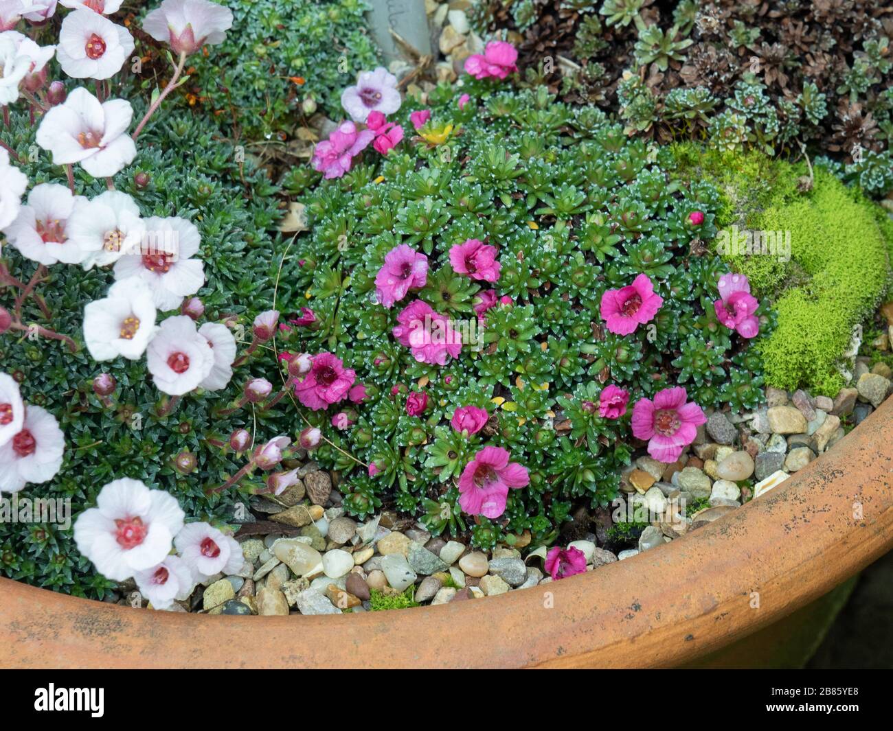 Saxifraga Satchmo cresce sul bordo di una pentola di terracotta che mostra i piccoli fiori rosa profondi Foto Stock
