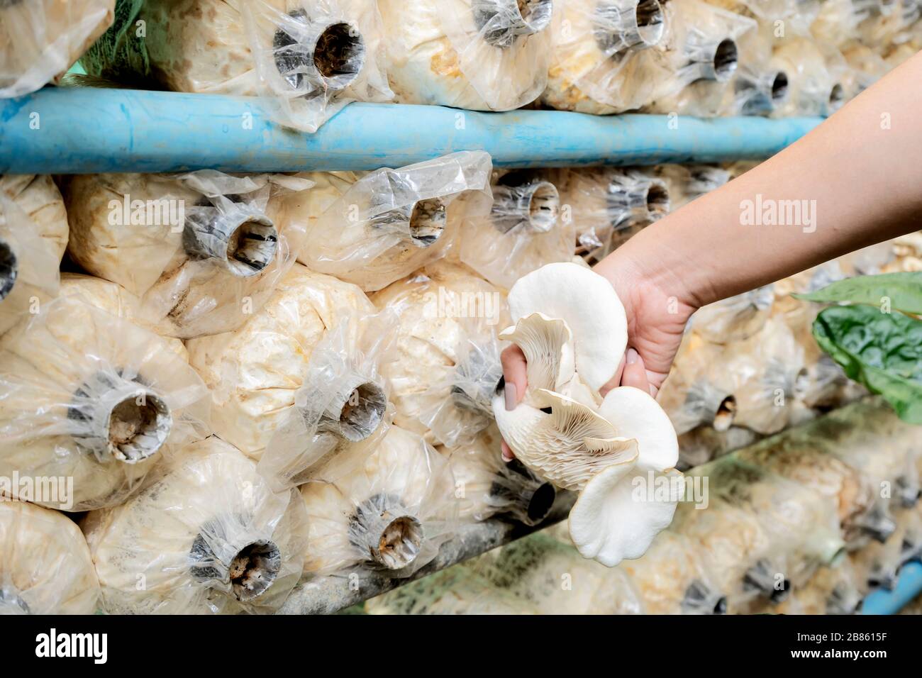 La mano femminile che raccoglie i funghi angelo per cucinare. È un materiale organico non tossico, buono di salute e di corpo. Foto Stock