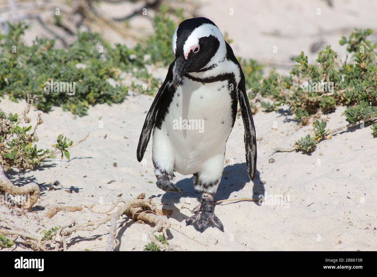 African Black Footed Penguin endemic alla costa sudafricana Foto Stock