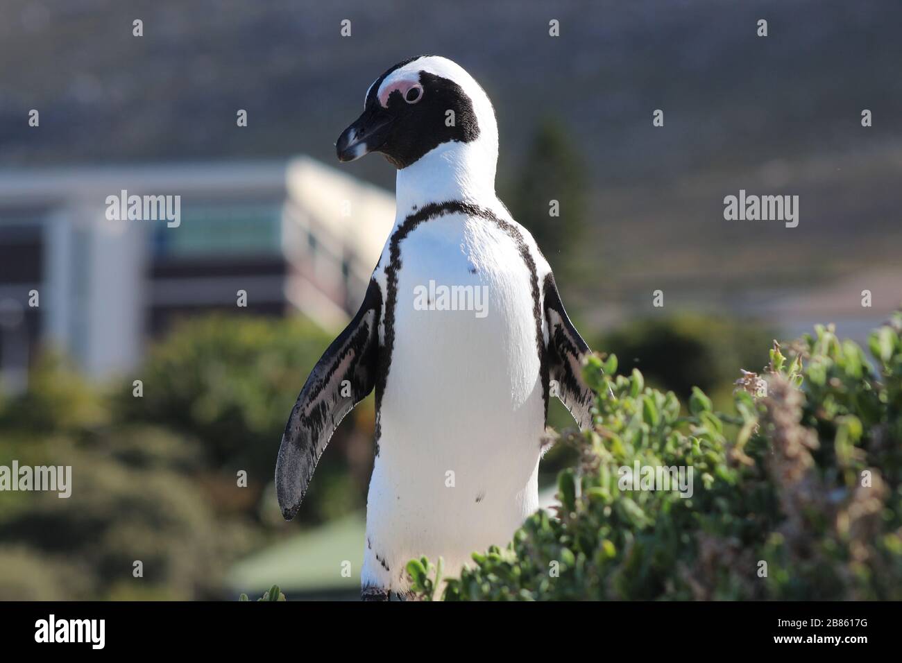 African Black Footed Penguin endemic alla costa sudafricana Foto Stock