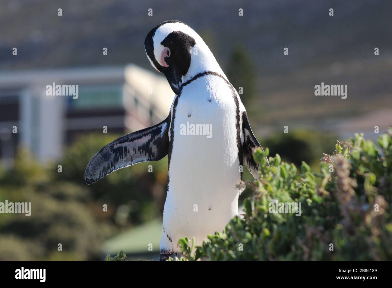 African Black Footed Penguin endemic alla costa sudafricana Foto Stock