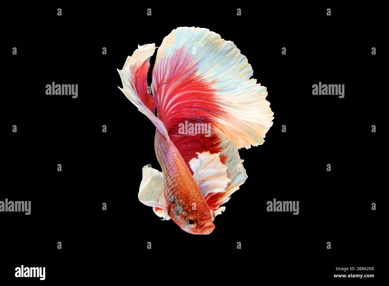 Pesci Betta, pesci da combattimento siamesi, betta splendens (betta Halfmoon) isolati su sfondo nero Foto Stock
