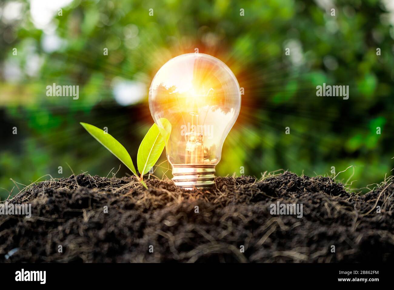 Concetto di crescita. Tra cui apprendimento, istruzione, investimenti, settore imprenditoriale, tecnologia, innovazione. Confronto di bulbi coltivati nel suolo e illumina Foto Stock