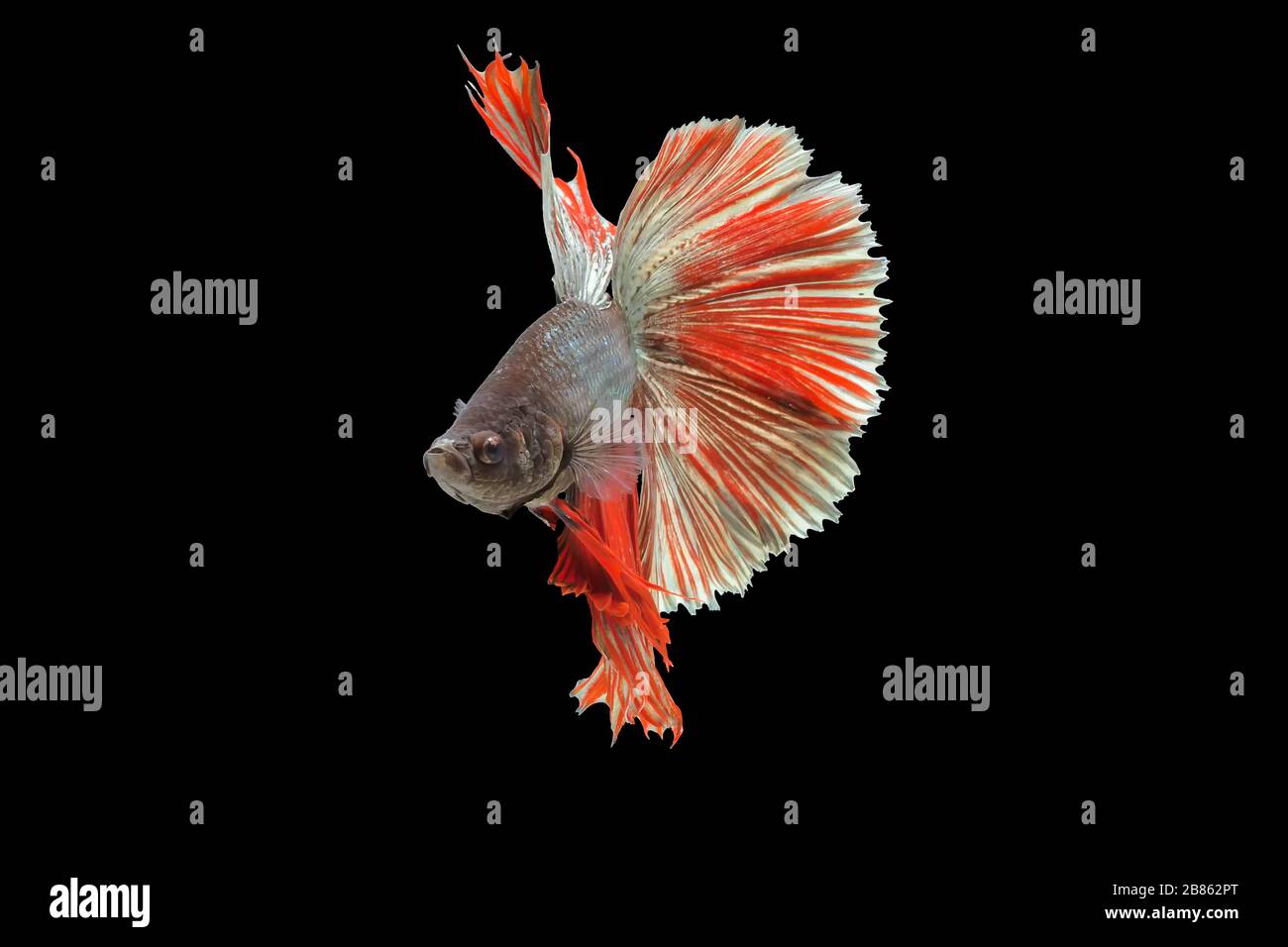 Ritmico del pesce di Betta, pesce da combattimento siamese betta splendens (betta drago rosso halfmoon), isolato su sfondo nero. Foto Stock